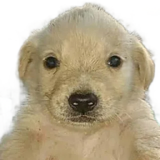 Sticker from Perros del Rubén