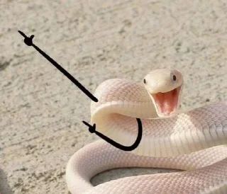 Sticker from NXZ Snakes