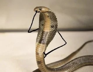 Sticker from NXZ Snakes