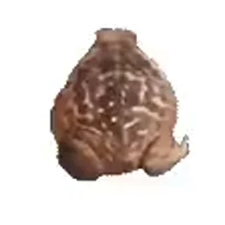 🐸 emoji Susy🌙 Video Steal Pack 1 Telegram sticker 19 of 50