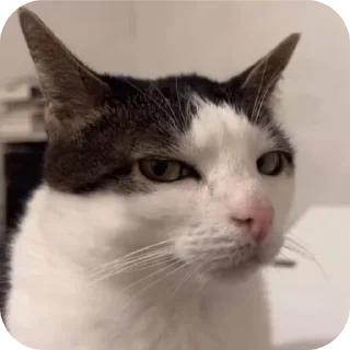 🐱 emoji KristianAdminDeAdmin @QuotLyBot Telegram sticker 8 of 19