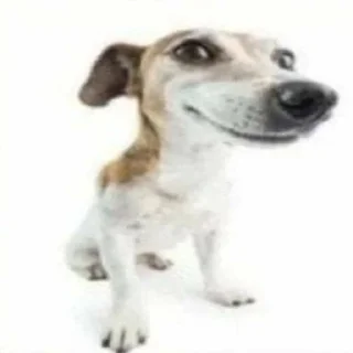 🤔 emoji William perro desgraciado's Sticker Pack 1 Telegram sticker 17 of 120