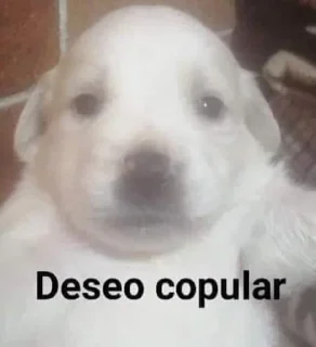 Sticker from William perro desgraciado's Sticker Pack