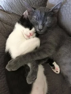 Sticker from Kitties