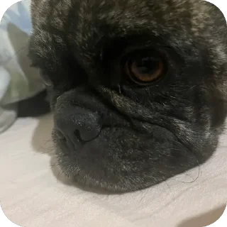 Sticker from Francisco