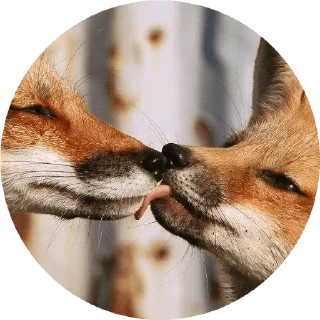 Sticker from Foxes 3D