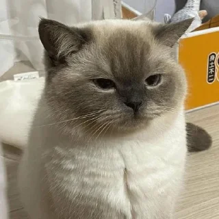 Sticker from Cats&Animals