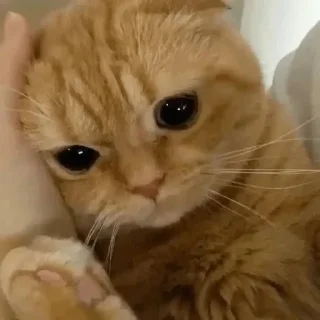 Sticker from Cats&Animals