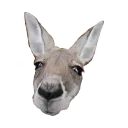 Sticker from kangaroo