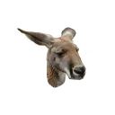 Sticker from kangaroo