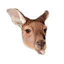 Sticker from kangaroo