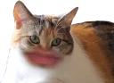 🐱 emoji BR HUE Telegram sticker 14 of 56