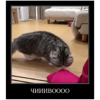 ☺ emoji Комару (@emopix) Telegram sticker 15 of 22