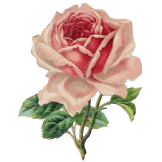 🌹 emoji indie Telegram sticker 10 of 73