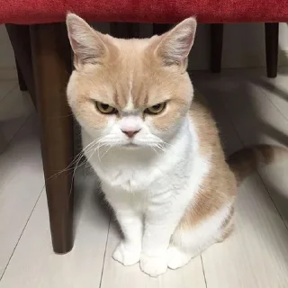 😾 emoji CATS I LOVE CATS 😻 Telegram sticker 20 of 68