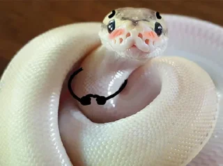 ☺️ emoji NXZ Snakes Telegram sticker 9 of 20