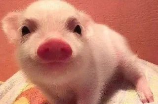 🐷 emoji cute pigs 🐷 Telegram sticker 24 of 29