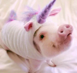 🐷 emoji cute pigs 🐷 Telegram sticker 16 of 29