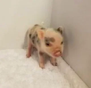 🐷 emoji cute pigs 🐷 Telegram sticker 12 of 29