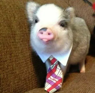 🐷 emoji cute pigs 🐷 Telegram sticker 18 of 29