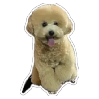 🐩 emoji Bill Monday Telegram sticker 5 of 47