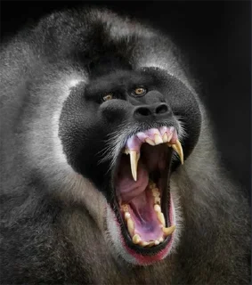 🐵 emoji ALERTA DE MACACO Telegram sticker 14 of 69
