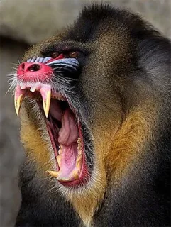 🐵 emoji ALERTA DE MACACO Telegram sticker 15 of 69