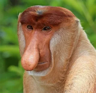 😑 emoji ALERTA DE MACACO Telegram sticker 20 of 69