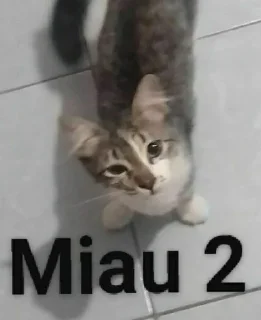 Sticker from Miau