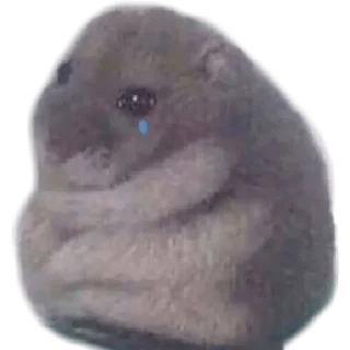 😢 emoji HÁMSTERS - [Instagram: @WiStickers] Telegram sticker 15 of 20