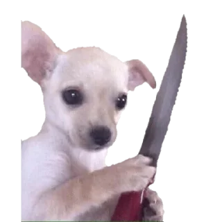 🔪 emoji CHIHUAHUAS - [Instagram: @WiStickers] Telegram sticker 11 of 27
