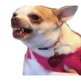 😠 emoji CHIHUAHUAS - [Instagram: @WiStickers] Telegram sticker 10 of 27