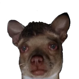 😴 emoji CHIHUAHUAS - [Instagram: @WiStickers] Telegram sticker 23 of 27