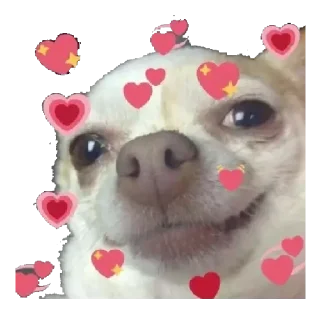 🥰 emoji CHIHUAHUAS - [Instagram: @WiStickers] Telegram sticker 18 of 27