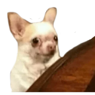 😶 emoji CHIHUAHUAS - [Instagram: @WiStickers] Telegram sticker 5 of 27