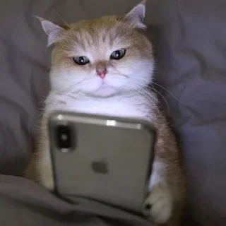 😿 emoji CATS I LOVE CATS 😻 Telegram sticker 13 of 68
