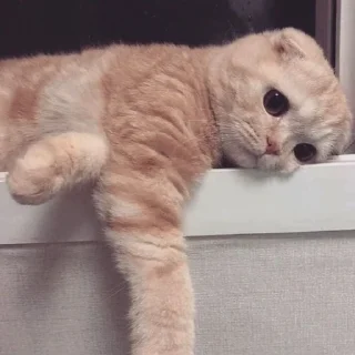 😿 emoji CATS I LOVE CATS 😻 Telegram sticker 17 of 68