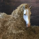 🛏 emoji horse memes Telegram sticker 9 of 32