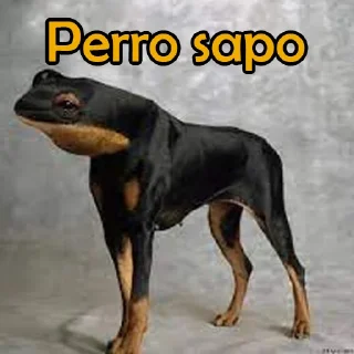 🐸 emoji mono roto Telegram sticker 7 of 18