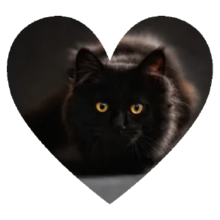Sticker from O GATO
