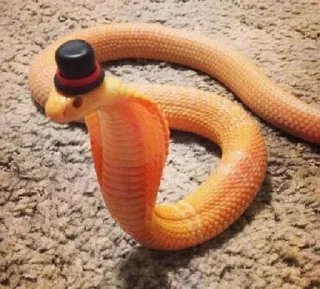 🧐 emoji NXZ Snakes Telegram sticker 19 of 20