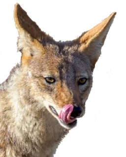 😜 emoji Jackal Stickers Telegram sticker 13 of 79