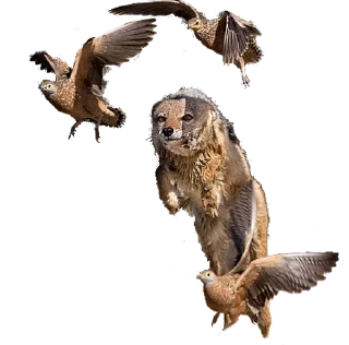 🦉 emoji Jackal Stickers Telegram sticker 23 of 79