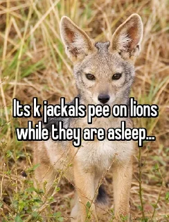 🔰 emoji Jackal Stickers Telegram sticker 8 of 79