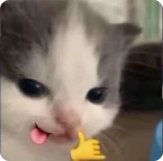 🌟 emoji gato Telegram sticker 7 of 36