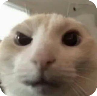 🤨 emoji gato Telegram sticker 17 of 36