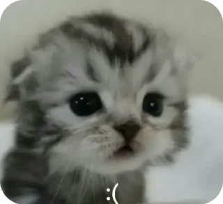 😞 emoji gato Telegram sticker 18 of 36