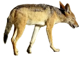 🐕 emoji Jackal Stickers Telegram sticker 24 of 79