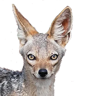 🎧 emoji Jackal Stickers Telegram sticker 18 of 79