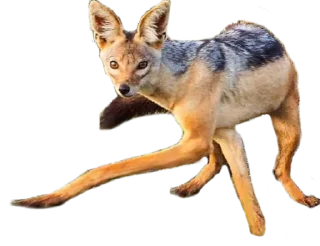 🤸‍♂️ emoji Jackal Stickers Telegram sticker 15 of 79